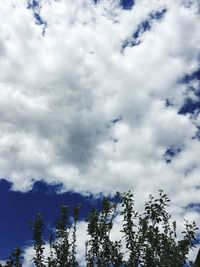 Low angle view of trees against sky