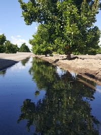 Reflection of trees in water