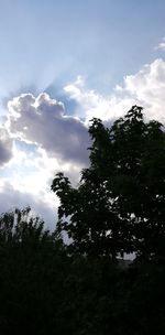 Low angle view of silhouette trees against sky