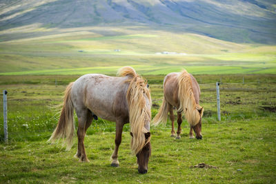 Horses grazing in a field