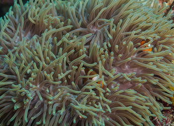 Close-up of coral in sea