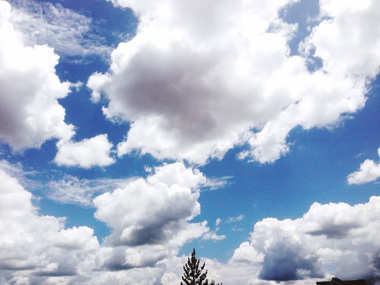 low angle view, sky, cloud - sky, cloud, blue, beauty in nature, tree, scenics, tranquil scene, tranquility, white color, white, nature, day, majestic, cloudscape, cloudy, outdoors, treetop, non-urban scene, cumulus cloud, no people, high section, heaven