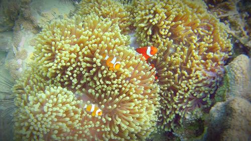 Close-up of coral in sea