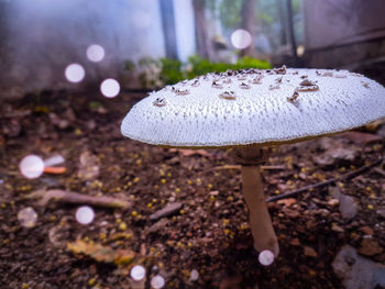 Close-up of mushroom growing on field