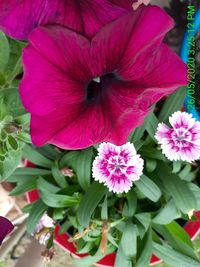 Close-up of pink flowering plant