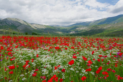 Red poppies on field against sky