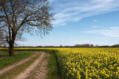 Scenic view of oilseed rape field against sky
