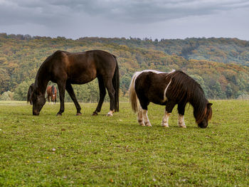 Horses grazing in a field