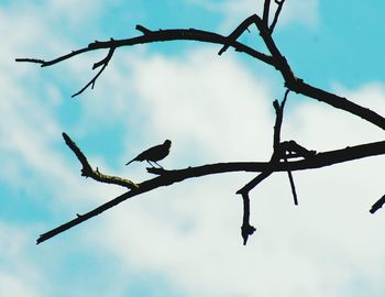 Low angle view of silhouette birds perching on branch against sky