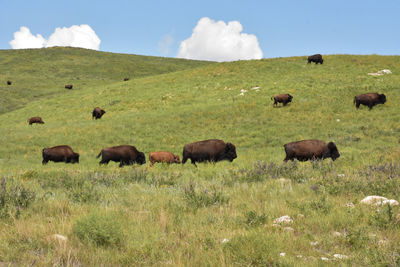 grassland