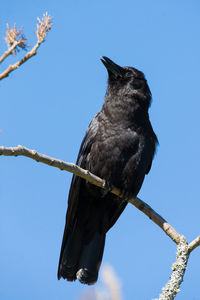 Singing crow