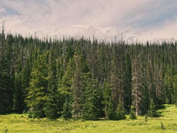 Scenic view of pine trees on field against sky