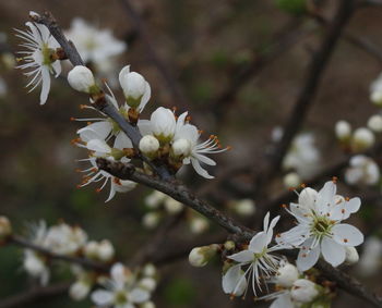 Close-up of apple blossoms in spring