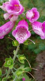 Close-up of pink orchids