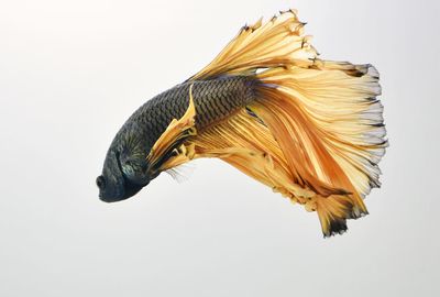 Close-up of fish against white background