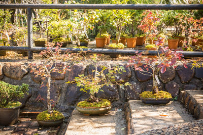 Potted plants outside temple