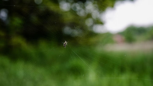 Close-up of spider on web