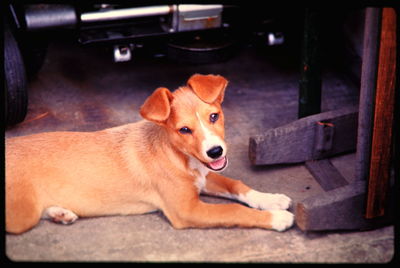 Portrait of a dog