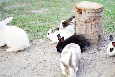 Sheep lying on a land