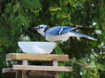 Closeup of a bird eating