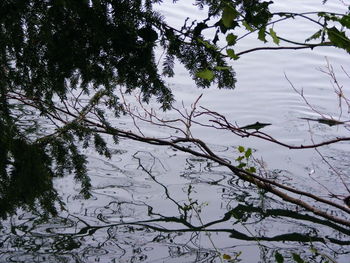 Low angle view of tree against sky