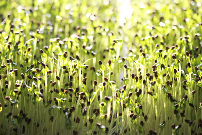 Full frame shot of plants on field