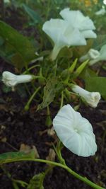 Close-up of white flower blooming outdoors