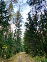 Road amidst trees in forest