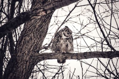 Low angle view of bird perching on bare tree against sky