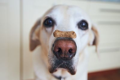 Close-up view of funny dog. labrador retriever balancing biscuit with bone shape on his snout.