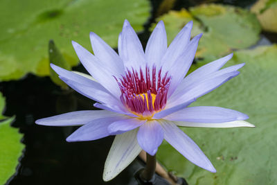 Close-up of purple water lily in lake