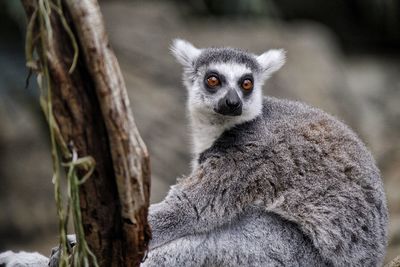 Close-up of monkey sitting on tree