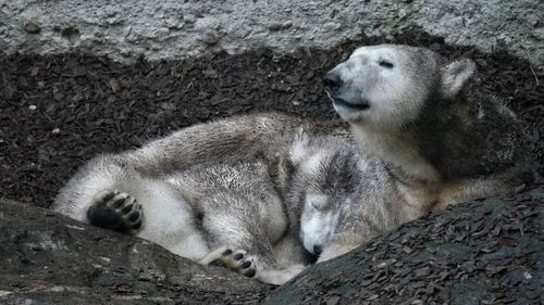 Close-up of two cats lying down