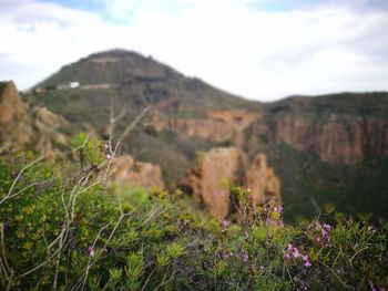 Scenic view of flowering plants and mountains against sky