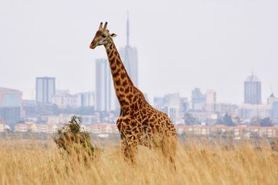 Giraffe in city against clear sky