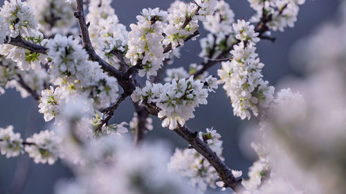 Close-up of white cherry blossoms in spring