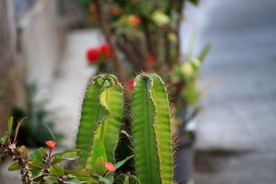 Close-up of red cactus plant