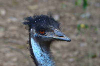 Close-up of ostrich