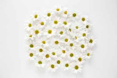 Close-up of white daisy