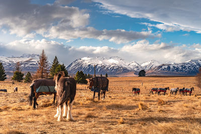 Beautiful view along the godley peaks road to the mt john astronomical observatory, new zealand.