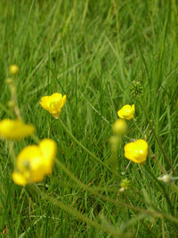 Close-up of yellow crocus blooming on field