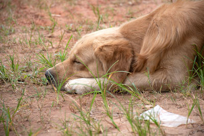 High angle view of golden retriever relaxing on land