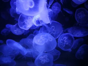 Close-up of jellyfish in sea