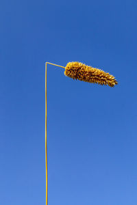 Low angle view of dry plant against clear blue sky