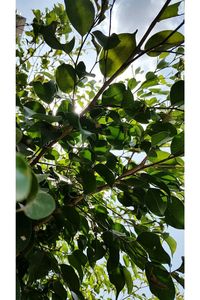 Low angle view of leaves on tree