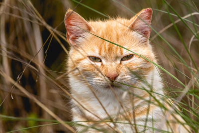 Close-up portrait of a cat