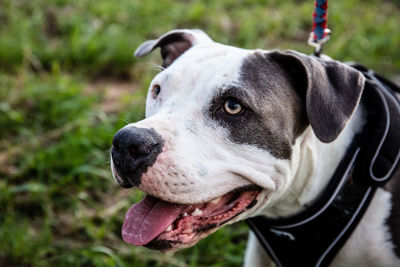 Close-up of dog looking away