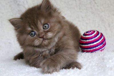 Close-up portrait of a cat