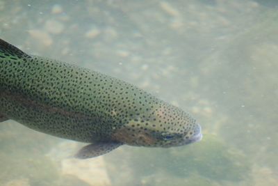 High angle view of fish swimming in water