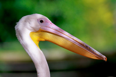 Close-up of pelican